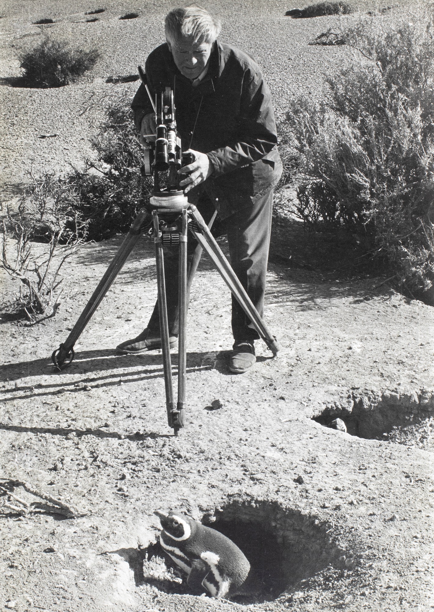 Douglas Fisher filming penguins, 1972